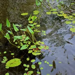 Plantes des lacs, avec des feuilles vertes flottant à la surface de l'eau sombre et ondulante.