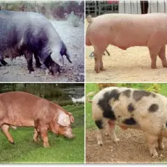 Quattro immagini di maiali di diverse razze, tra cui un maiale nero, uno rosa, uno marrone e uno pezzato, che mostrano la varietà delle razze di maiali giganti.