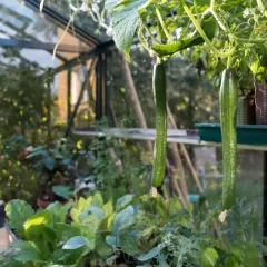 Två långa, gröna gurkor hänger från en planta i ett växthus. Det är en frodig grönska runt dem, med andra växter och bladverk. Solen lyser in och skapar ett varmt ljus. Gurka max!