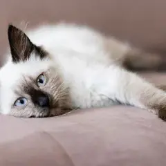 Cuánto dura un gato: descubre los secretos de su longevidad real
