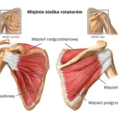 Anatomia barku: mięśnie stożka rotatorów (nadgrzebieniowy, podłopatkowy, obły mniejszy, podgrzebieniowy) widoczne z przodu i z tyłu.
