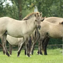Stado koników polskich na zielonej łące. Ich waga jest idealna dla jeźdźca, który marzy o przygodzie.