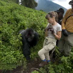 Niezapomniane wakacje w Ugandzie: spotkanie z gorylem górskim w jego naturalnym środowisku.