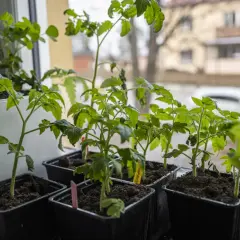 Små tomatplantor i svarta krukor på en fönsterbräda. De får näring och vatten underifrån för att trivas.