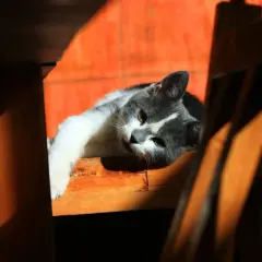 Smutny kot nie je i nie pije od 3 dni, leży na drewnianej półce w słońcu.