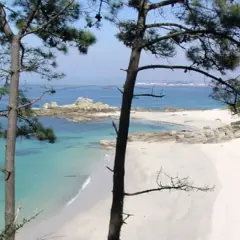 Árboles en primer plano enmarcan unas idílicas playas de Galicia con aguas turquesas y arena blanca.