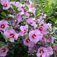 Krzew hibiskusa w pełnym rozkwicie. Piękne, jasnoróżowe kwiaty z czerwonym środkiem świadczą o tym, że hibiskus kwitnie latem.