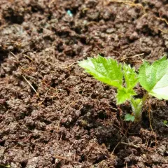 Ein junger Brombeer-Setzling wächst aus dunkler Erde. So beginnt die Vermehrung von Brombeeren.