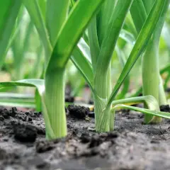 Młode pędy czosnku wyrastają z ziemi, obiecując bogactwo smaku i aromatów. Czekam na te pyszne por nasiona.