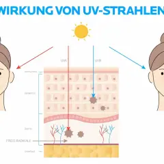 Illustration zeigt, wie UVA und UVB-Strahlen die Haut schädigen. Sonnencreme schützt vor diesen Strahlen.