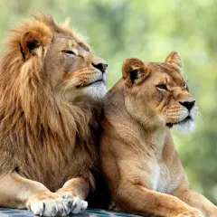 Un león y una leona descansan juntos, como si soñaran con leones salvajes. Sus miradas se pierden en el horizonte, transmitiendo serenidad y fuerza.