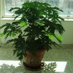 Cómo cultivar un árbol de papaya en maceta: tips y variedades efectivas