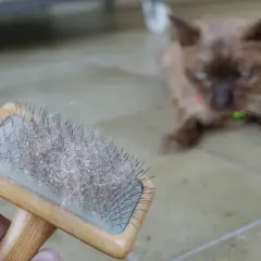 Brosse à chat pellicule blanche dos. Le chat brun est flou en arrière-plan, attendant patiemment son toilettage.