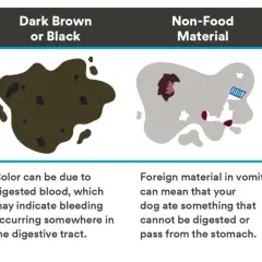 Chart showing dog vomit colors: yellow (bile), dark brown (digested blood), gray (non-food material), and red (bleeding).