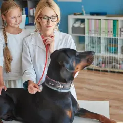 Co ile odrobaczać psa? Kluczowe wskazówki dla zdrowia pupila
