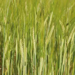 Champ d'orge verte, les épis de cet orge 2 rangs ou 6 rangs se balancent doucement au soleil.
