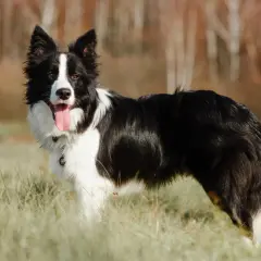 Border collie ile żyje średnio 10-17 lat. Ten piękny piesek z pewnością cieszy się życiem na łonie natury.