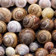 Gusci di lumache di varie dimensioni e colori, pronti per un progetto di allevare lumache in casa.