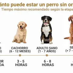 Un cachorro de 4 meses puede aguantar 1 hora por mes de vida. La imagen muestra perros de distintas edades y cuánto tiempo pueden estar sin orinar.