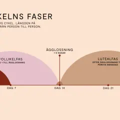 Illustration av menscykelns faser: mens, follikelfas, ägglossning och lutealfas.