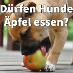 Ein neugieriger Hund probiert einen roten und gelben Apfel.