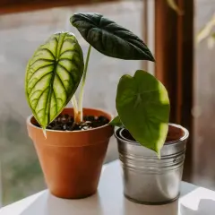 Alocasia Frydek Variegata z liściem o zielono-białym wzorze, obok ciemnozielona alokazja.