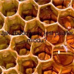 Jak wygląda plaster miodu? Odkryj jego fascynującą budowę i funkcje