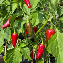 Röda och gröna chilipeppar, som chili espelette, hänger mogna på en buske i ett växthus.