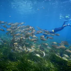 Banquete de peces en Cabo de Gata. Un buceador observa la vida marina en un prado de posidonia.