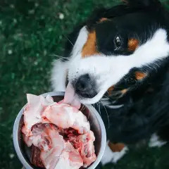 Kurze łapki dla psa surowe czy gotowane? Które są zdrowsze?