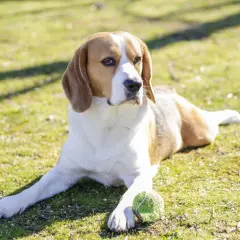 Jak wytresować beagle: sprawdzone metody, które przynoszą efekty