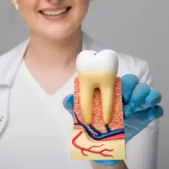 Dentysta prezentuje model zęba, pokazując jego budowę. To może być klucz do znalezienia leku na ruszające się zęby.