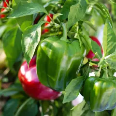 Grüne und rote Paprika reifen an der Pflanze. Verschiedene paprika wachstumsphasen sind sichtbar, von jung bis fast reif.