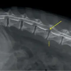RTG kręgosłupa psa z widoczną spondylozą. Strzałki wskazują zmiany zwyrodnieniowe kręgów.