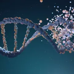 Fragmentacja DNA, być może związana z zespołem Patau.