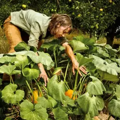 Frau erntet reife Hokkaido-Kürbisse zwischen üppigen, grünen Blättern im Garten.