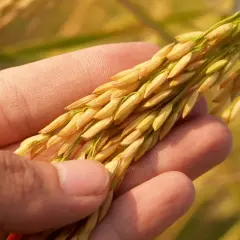 Czy jęczmień ma gluten? Rozwiewamy wątpliwości + zamienniki
