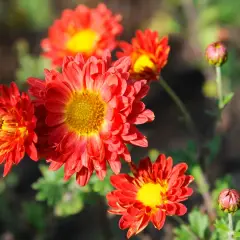 Leuchtend rote Chrysanthemen blühen im Herbst. Diese winterhart Chrysanthemen Arten trotzen der Kälte und bringen Farbe in den Garten.