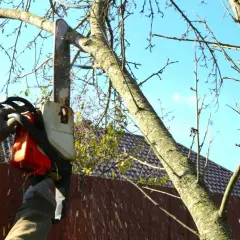 Ręce w rękawiczkach trzymają piłę łańcuchową, ścinając gałąź drzewa. To dobry moment, by dowiedzieć się, do kiedy można ścinać drzewa.