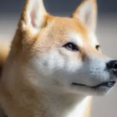 Un Shiba Inu con mirada penetrante, un ejemplo de perros de moda que cautivan con su estilo natural y elegancia.