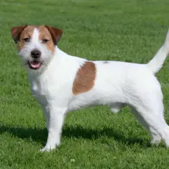 Wesoły jack russell terrier z brązową łatką na boku stoi na zielonej trawie, gotowy do zabawy.