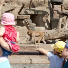 Gdzie do zoo z dzieckiem? Odkryj najlepsze miejsca w Polsce