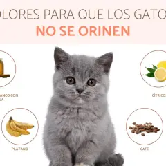 Un gatito gris mira a la cámara rodeado de círculos con vinagre, plátano, cítricos y café. Estos son olores que odian los gatos y ayudan a que no se orinen.