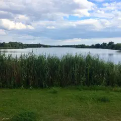 Spokojny dzień nad jeziorem, z gęstym **budzyń**em przy brzegu i chmurami na niebie.