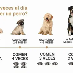 La imagen muestra cuántas veces al día come un perro según su edad: cachorros hasta 8 semanas comen leche materna, de 2-3 meses 4 veces, de 4-6 meses 3 veces, y a partir de 6-12 meses y adultos 2 veces.