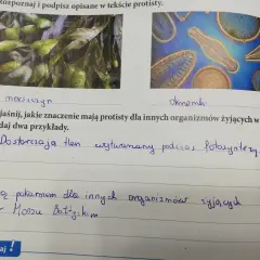 Jakie znaczenie mają protisty dla życia w Bałtyku i jego organizmów?