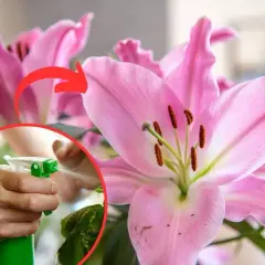 Różowa lilia orientalna w domu, którą ktoś delikatnie spryskuje wodą.
