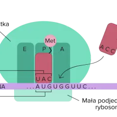 Proces translacji: rybosom odczytuje mRNA, tRNA z tryptofanem (Trp) dopasowuje się do kodonu.