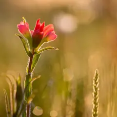 A delicate pink wildflower glows in the golden light of spring photography, its fuzzy stem catching the sun.