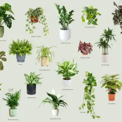 Kolekcja kwiatów doniczkowych cieniolubnych wiszących i stojących: Monstera, Tradescantia, Pothos i inne.